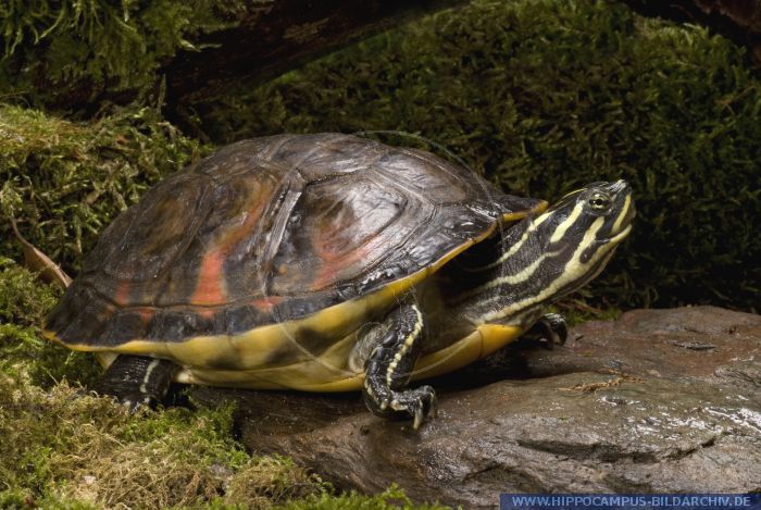 Especies de tortugas del mundo (Imagenes). Rshft010