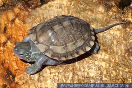 Especies de tortugas del mundo (Imagenes). Rshft011