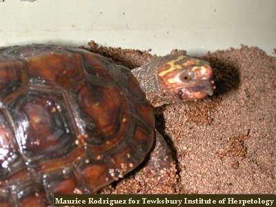 Especies de tortugas del mundo (Imagenes). Rubrid10