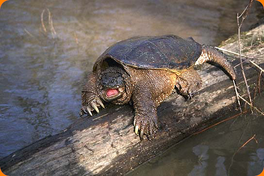 Especies de tortugas del mundo (Imagenes). Snappi10