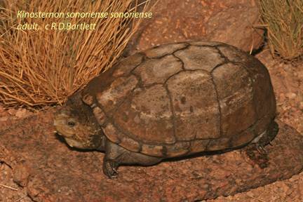 Especies de tortugas del mundo (Imagenes). Sonorm10
