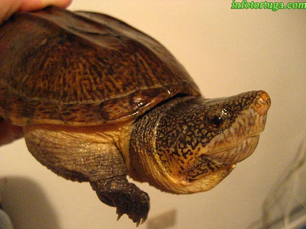 Especies de tortugas del mundo (Imagenes). Stauro10