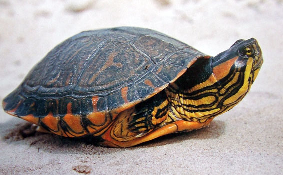 Especies de tortugas del mundo (Imagenes). Tortug13