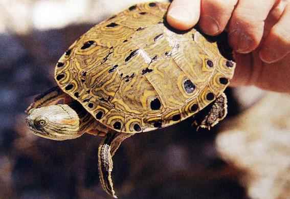 Especies de tortugas del mundo (Imagenes). Tortug14