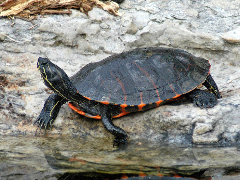 Especies de tortugas del mundo (Imagenes). Tortug15