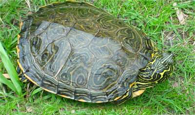 Especies de tortugas del mundo (Imagenes). Tortug16