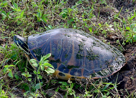 Especies de tortugas del mundo (Imagenes). Tortug18