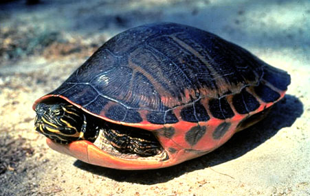 Especies de tortugas del mundo (Imagenes). Tortug20