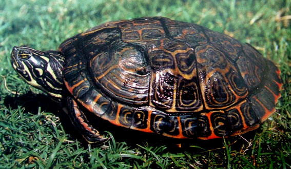 Especies de tortugas del mundo (Imagenes). Tortug21