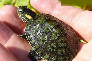 Especies de tortugas del mundo (Imagenes). Trache12