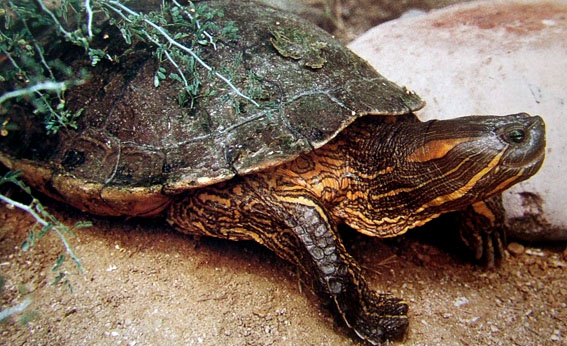 Especies de tortugas del mundo (Imagenes). Trache17