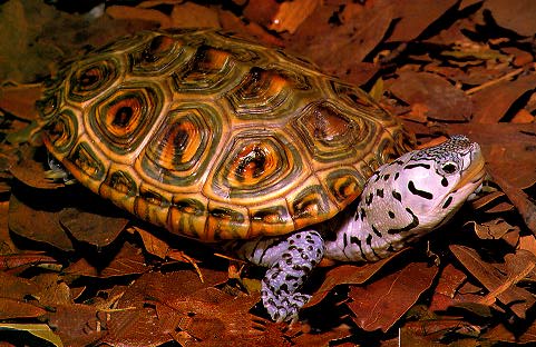Especies de tortugas del mundo (Imagenes). Turtle10