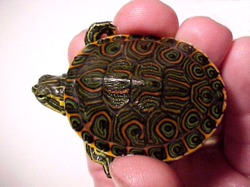 Especies de tortugas del mundo (Imagenes). Venust10
