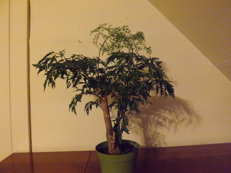 Aralia Ming my first tree Aralia14