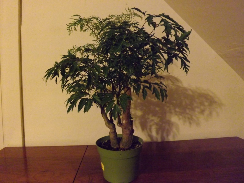 Aralia Ming my first tree Aralia15