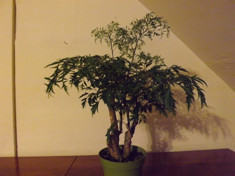 Aralia Ming my first tree Aralia16