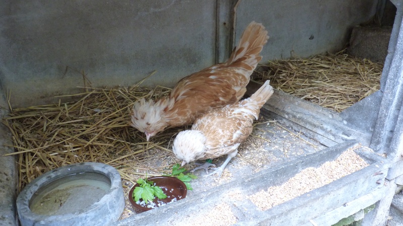 coq ou poule padoue et pékin P1060317