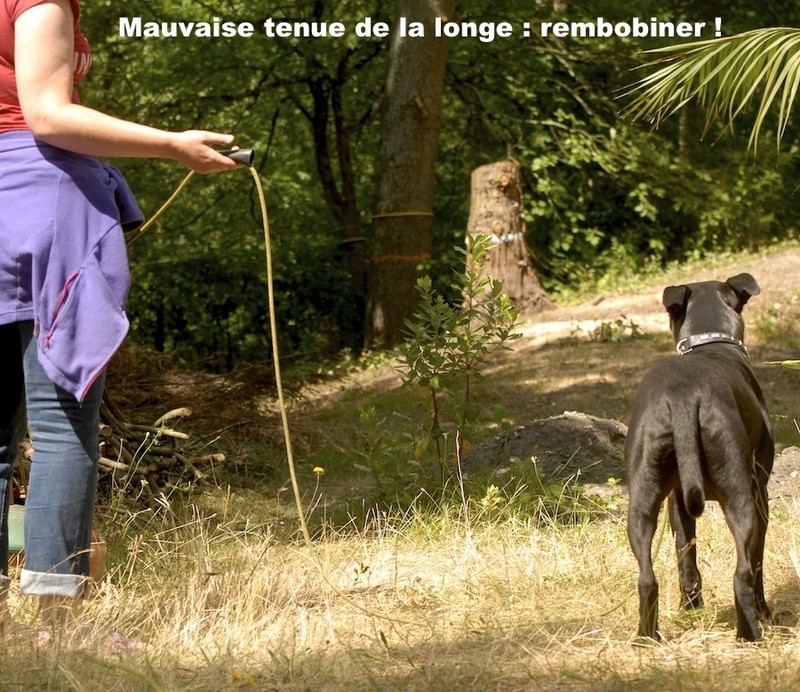 reactif - Le chien réactif et la longe - Page 2 _dsc0111