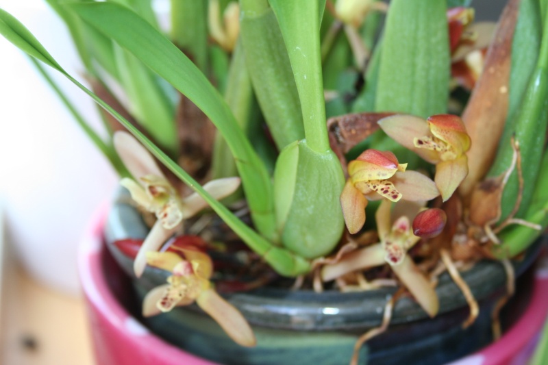 maxillaria rufescens - Page 2 Img_3210