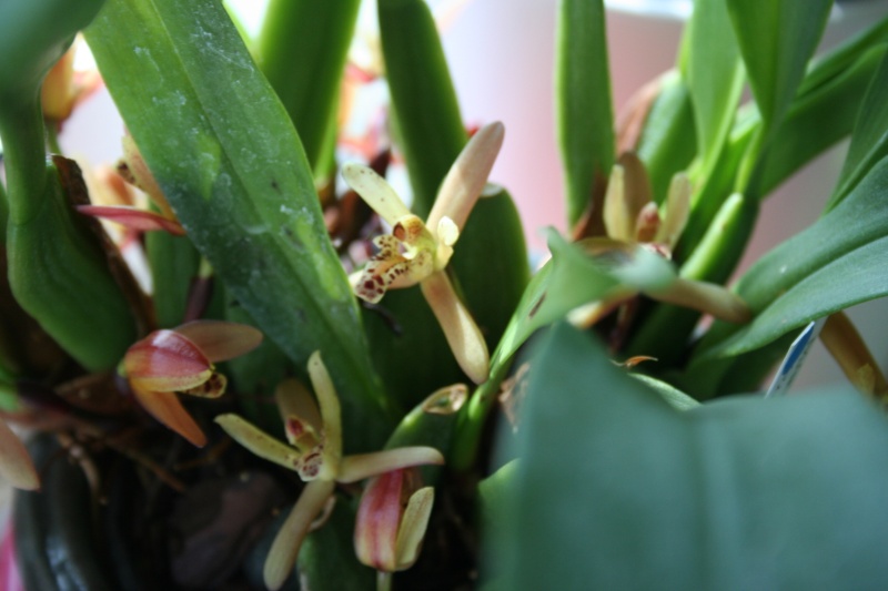 maxillaria rufescens - Page 2 Img_3213
