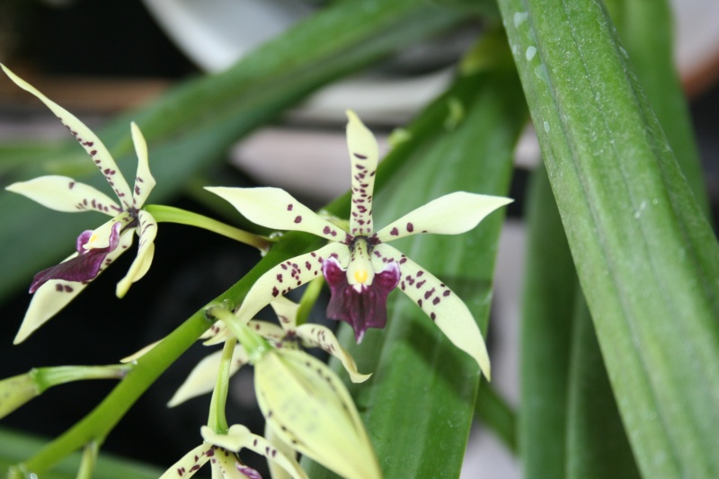 encyclia prismatocarpa x cochleata Img_3217