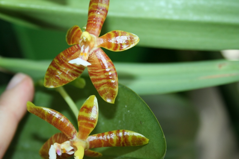 phalaenopsis venosa x cornu cervi Img_3227