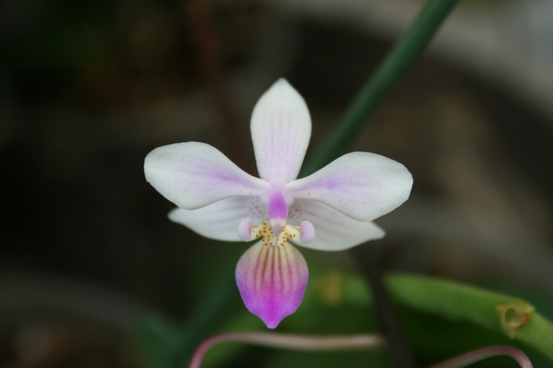 phalaenopsis venus (equestris x lindenii) Img_3326