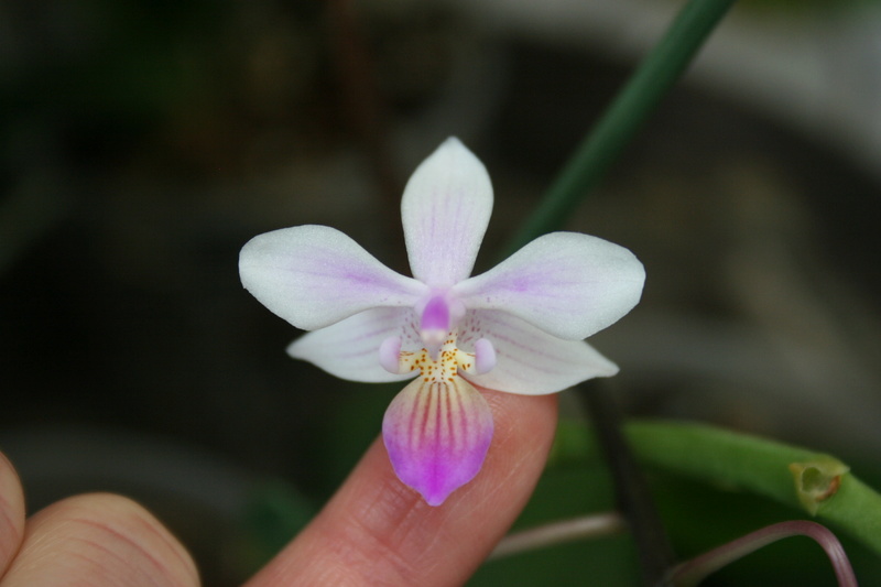 phalaenopsis venus (equestris x lindenii) Img_3327