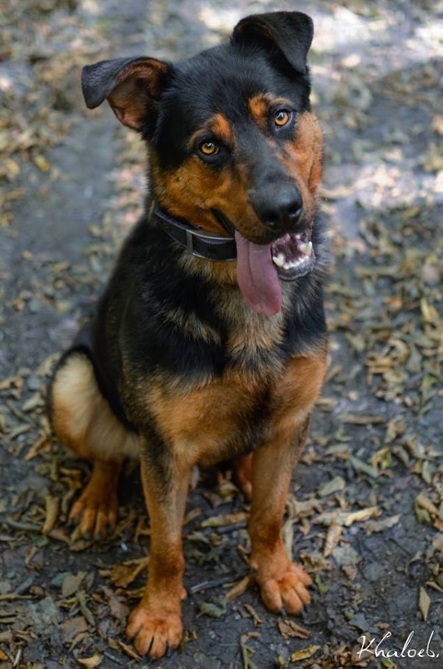 SIMBA, xberger allemand (02/2015), Moineville Simba211