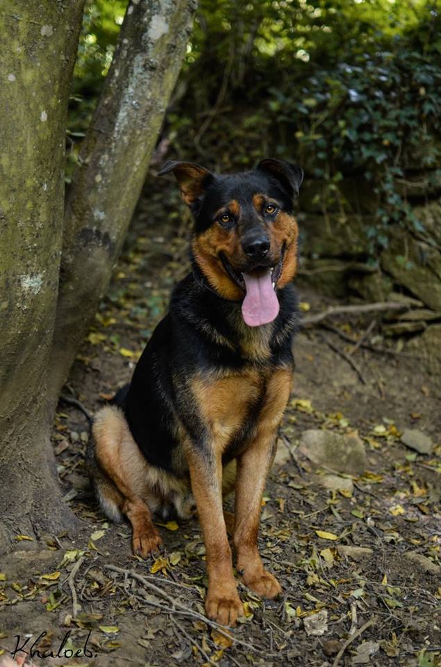 SIMBA, xberger allemand (02/2015), Moineville Simba213
