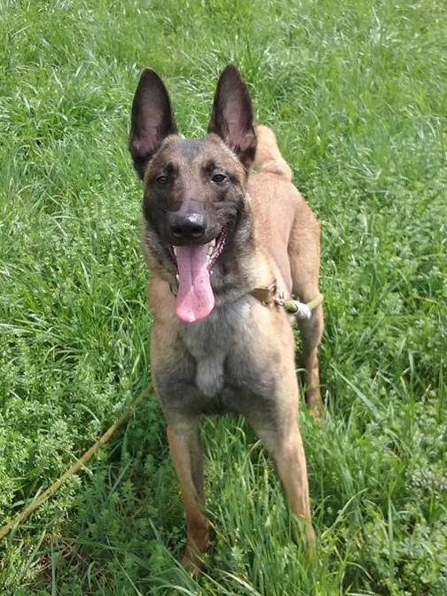 TAYSON, xmalinois (11/2014), Moineville Tayson14