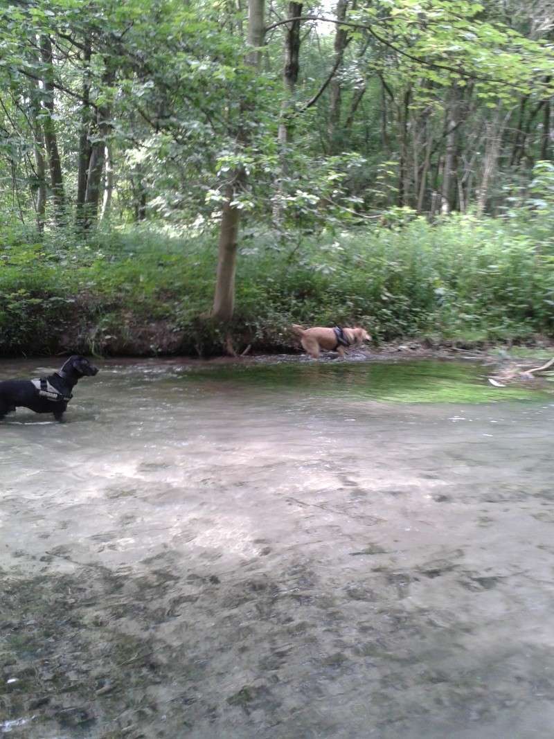 Balade avec chiens en Forêt autour du Chateau de Pourtales  2013-014