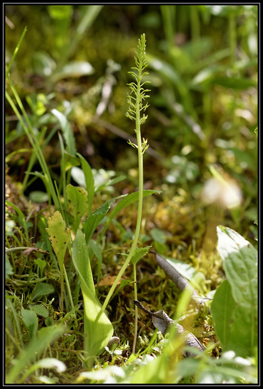 Malaxis monophyllos (Malaxis à une feuille) Ma_mon17