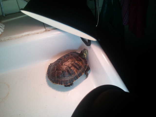 Ma tortue n'est plus enfin je crois.... - Page 2 2012-114