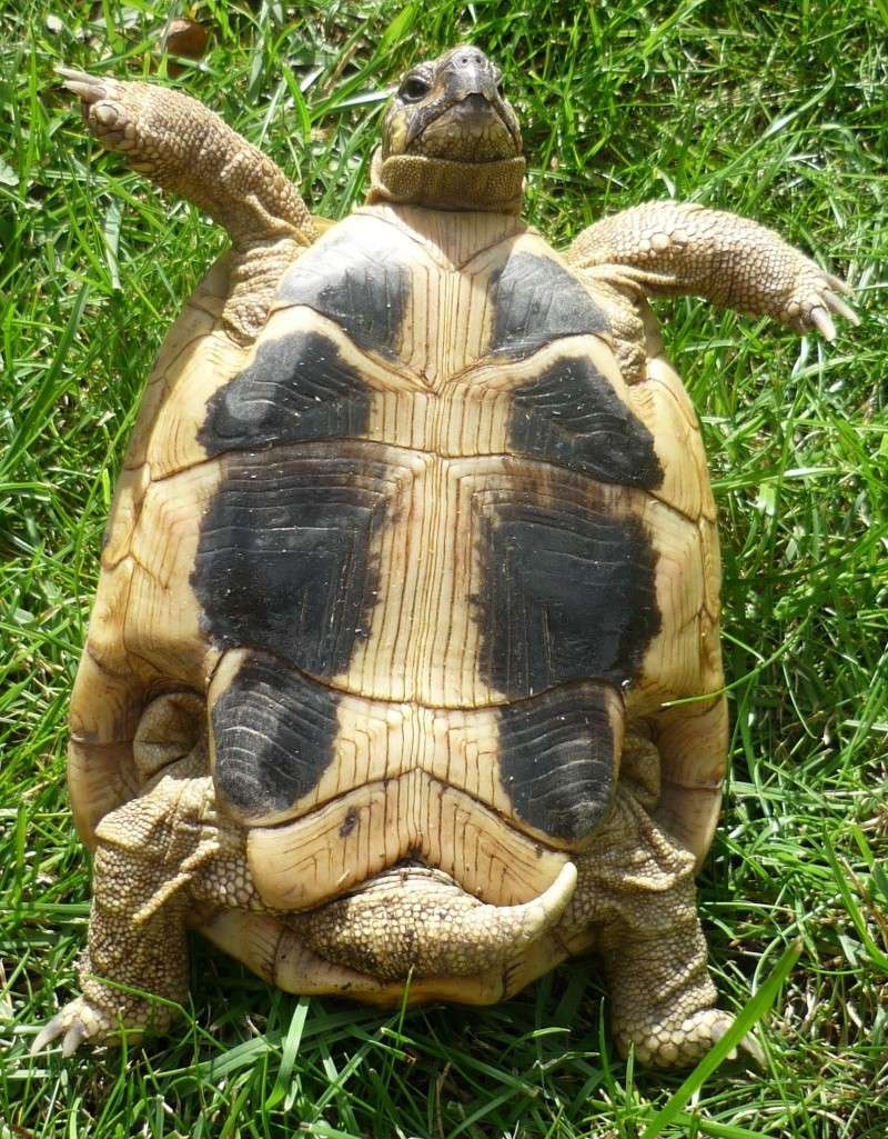 Identification de ma tortue 210