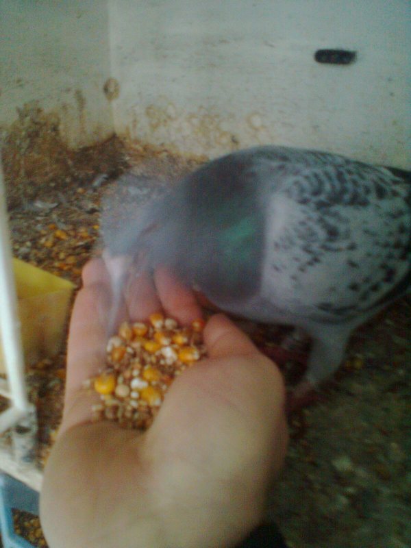 Les outils qu'on utilisait pour fabriquer de l'aliment pour bétail. Pigeon10