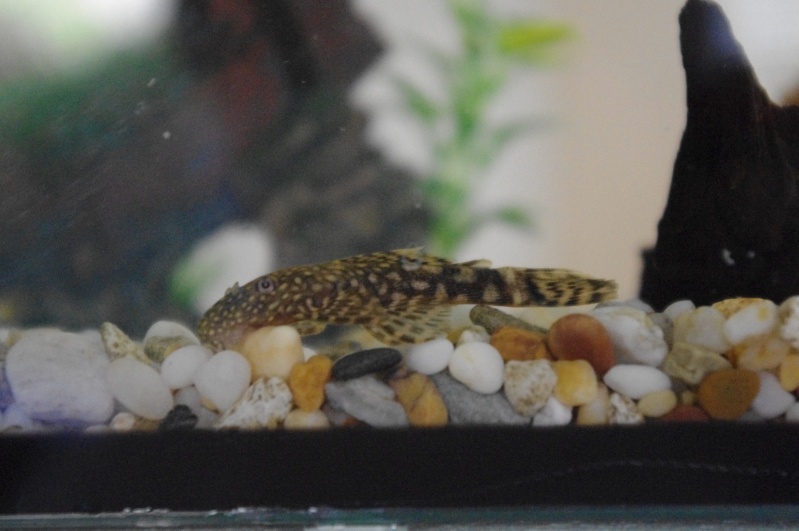 My first ever Bristlenose! Imgp3410