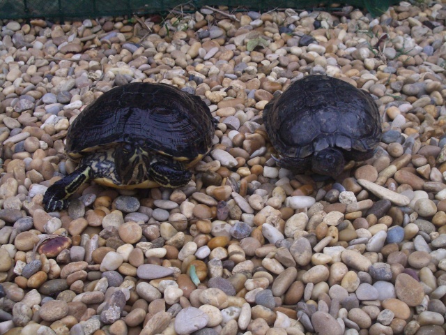 identification tortue trouvée 17_oct10