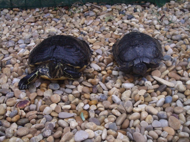 identification tortue trouvée 17_oct10