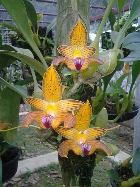 Bulbophyllum lobbii 13528910