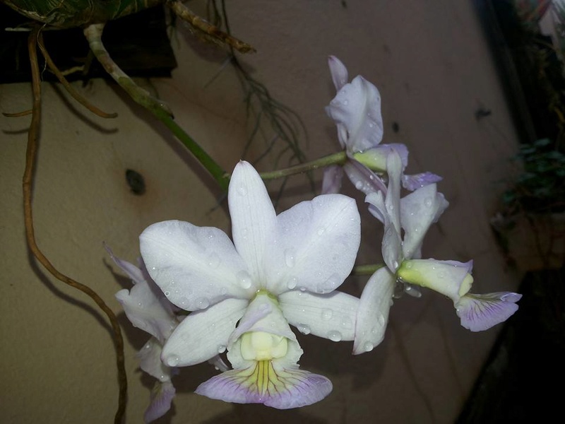 Cattleya nobilior f. semi-alba 13921110