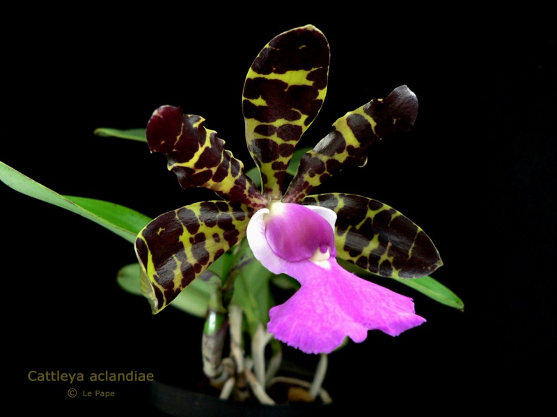 Cattleya aclandiae  Cattle11