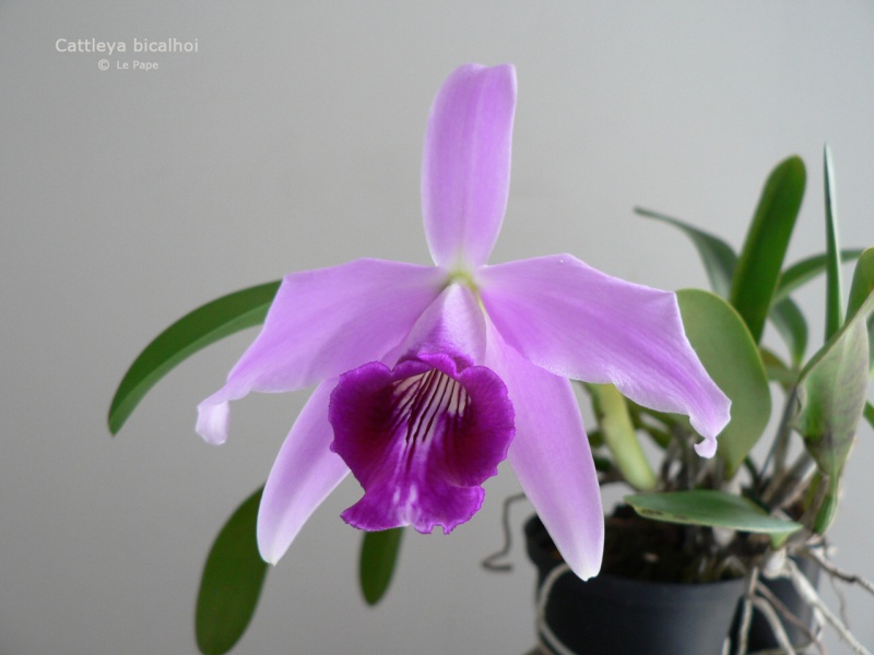 Cattleya bicalhoi (Laelia dayana) Cattle13