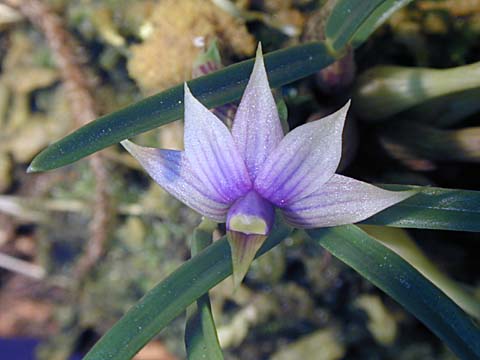 Dendrobium cyanocentrum  Dencya10