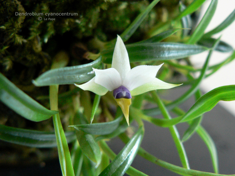 Dendrobium cyanocentrum  Dendro10