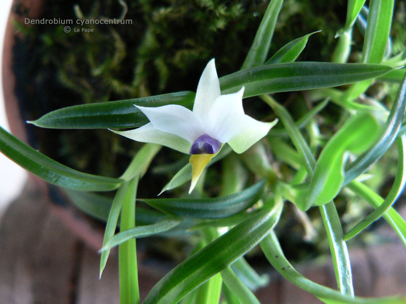 Dendrobium cyanocentrum  Dendro11