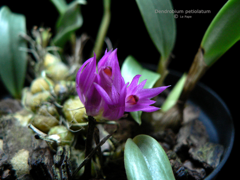 Dendrobium petiolatum  Dendro13