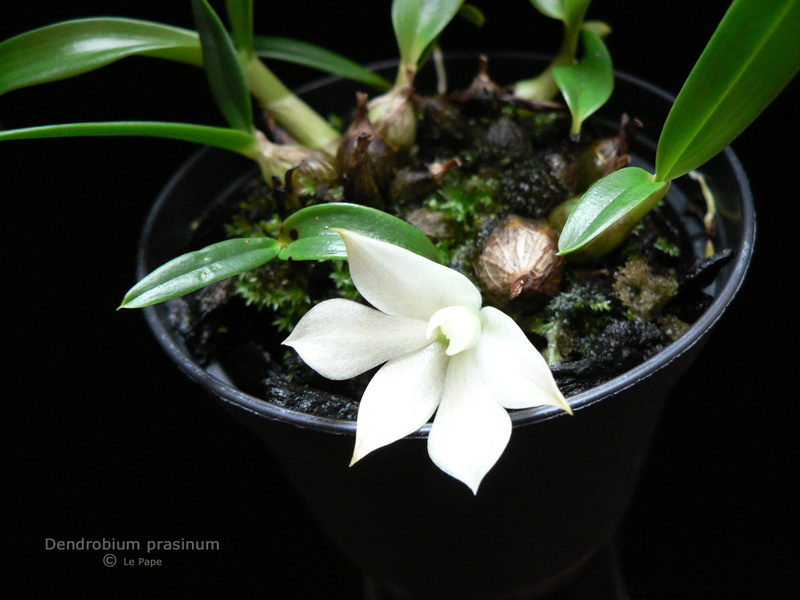 Dendrobium prasinum  Dendro14