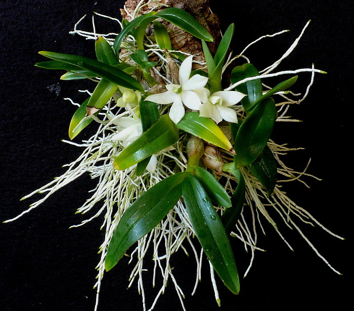 Dendrobium prasinum  P1040510