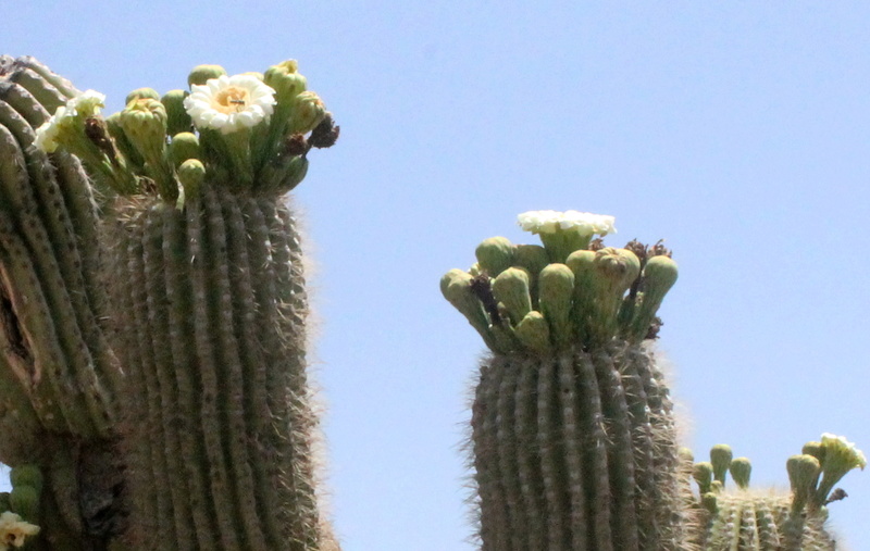 China Dam and Fort Tule Cactus11